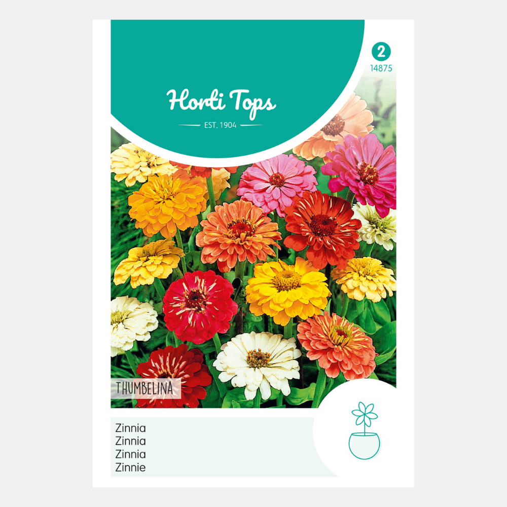Zinnia 'Thumbelina' - mixed