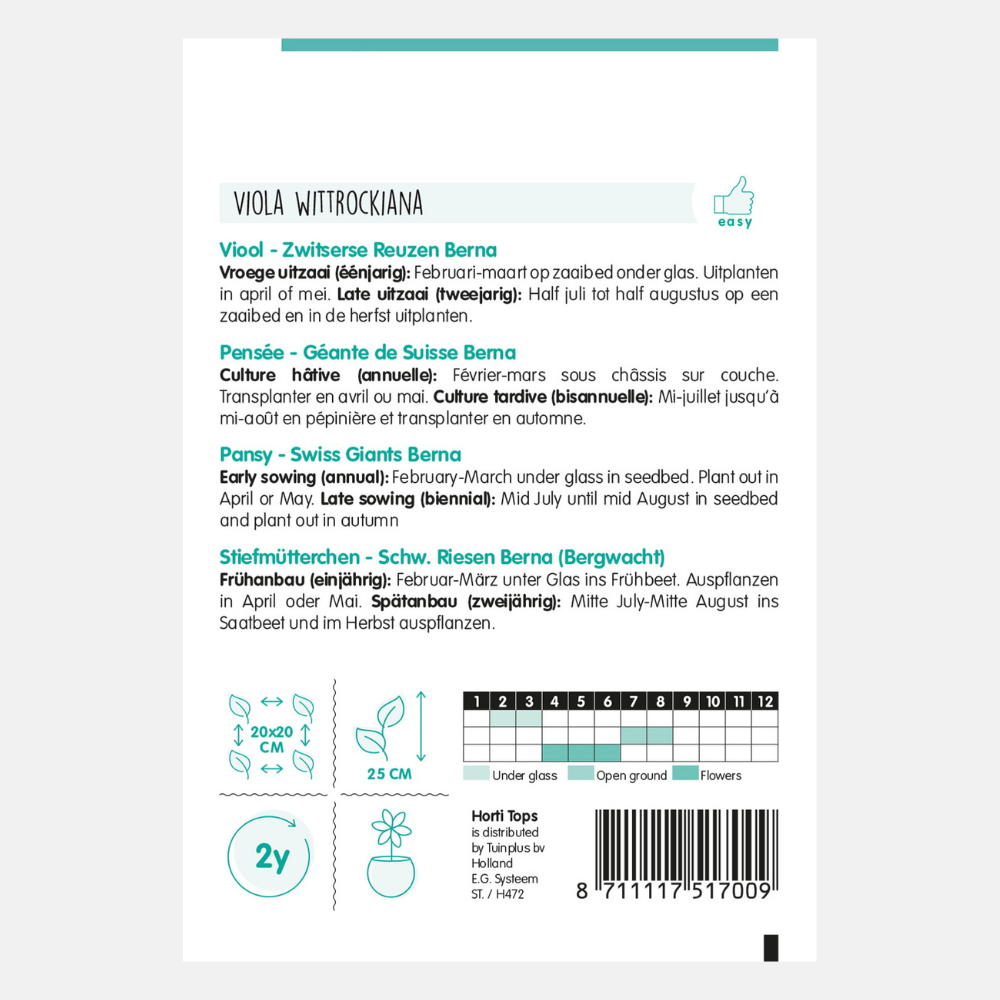 Violet 'Swiss Giant Berna'