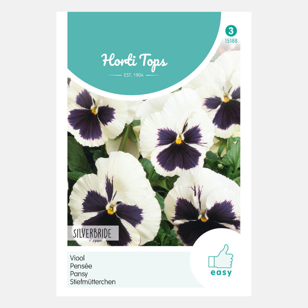 Violet 'Silverbride'