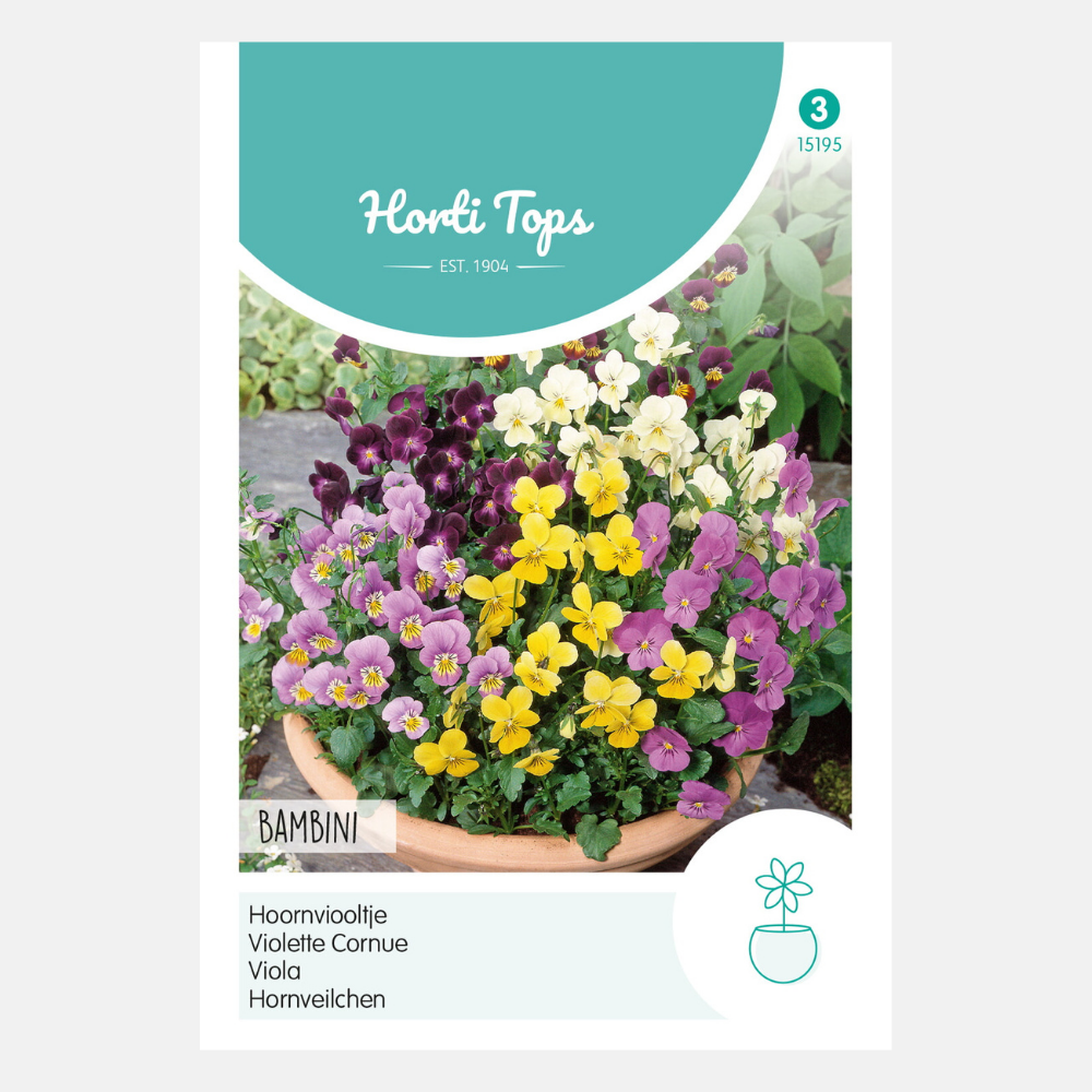 Violet 'Viola Cornuta Bambini' - mixed
