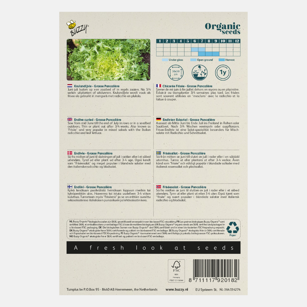 Curly endive 'Pancalière' BIO