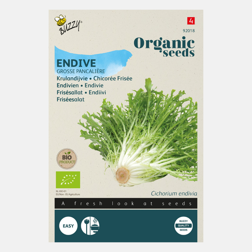 Curly endive 'Pancalière' BIO