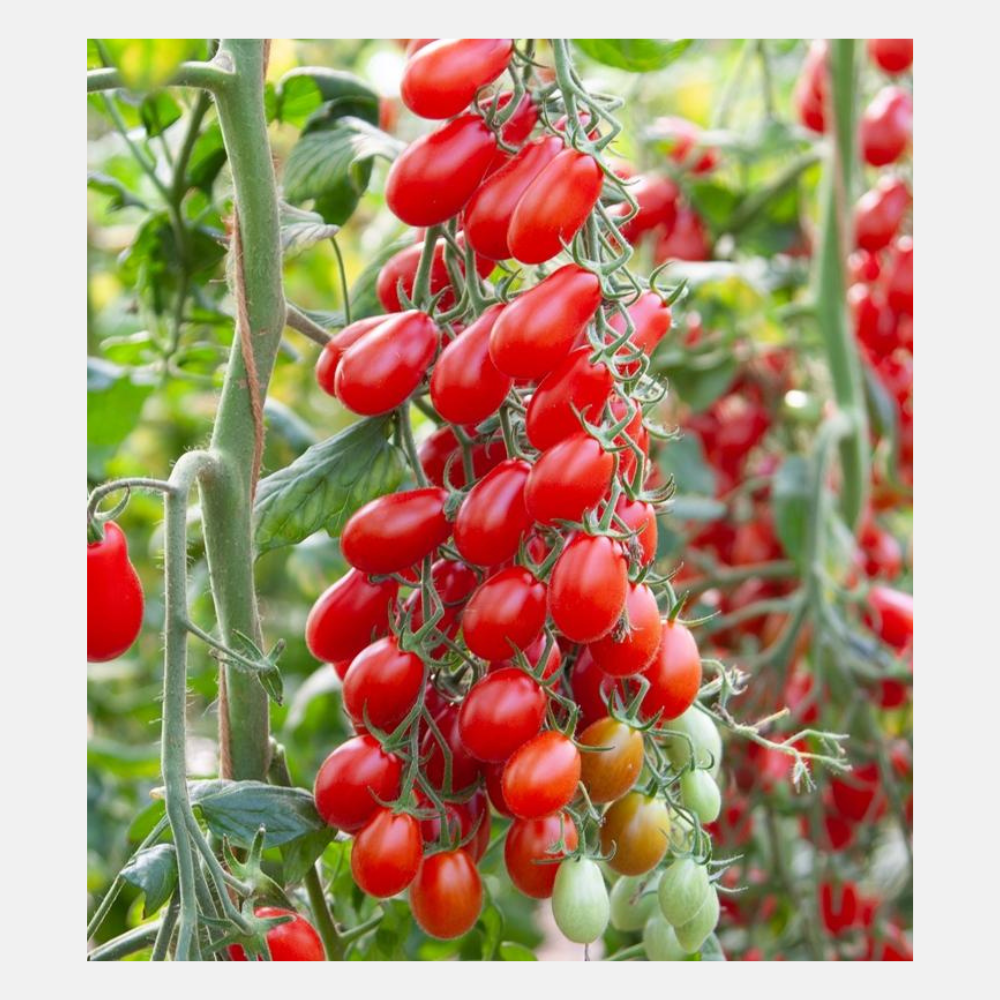 Tomate snack 'BOL-T-5109' F1