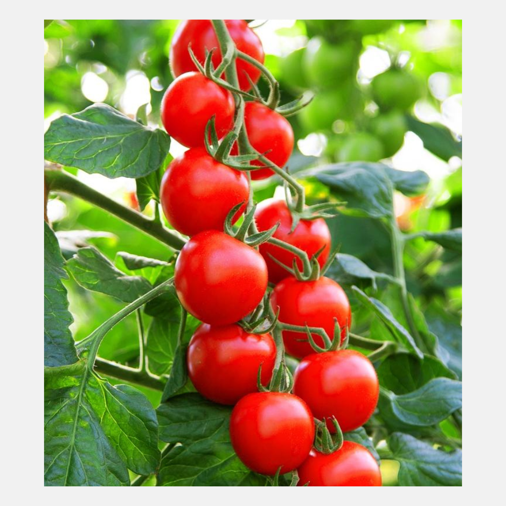 Tomate cocktail 'BOL-T-5302' F1