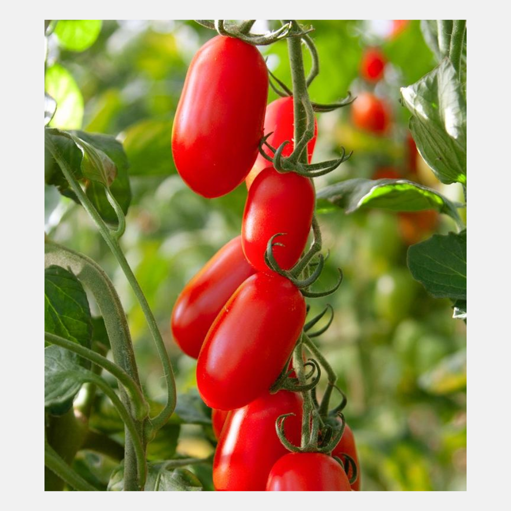 Tomate San Marzano Midi 'BOL-T-5505' F1