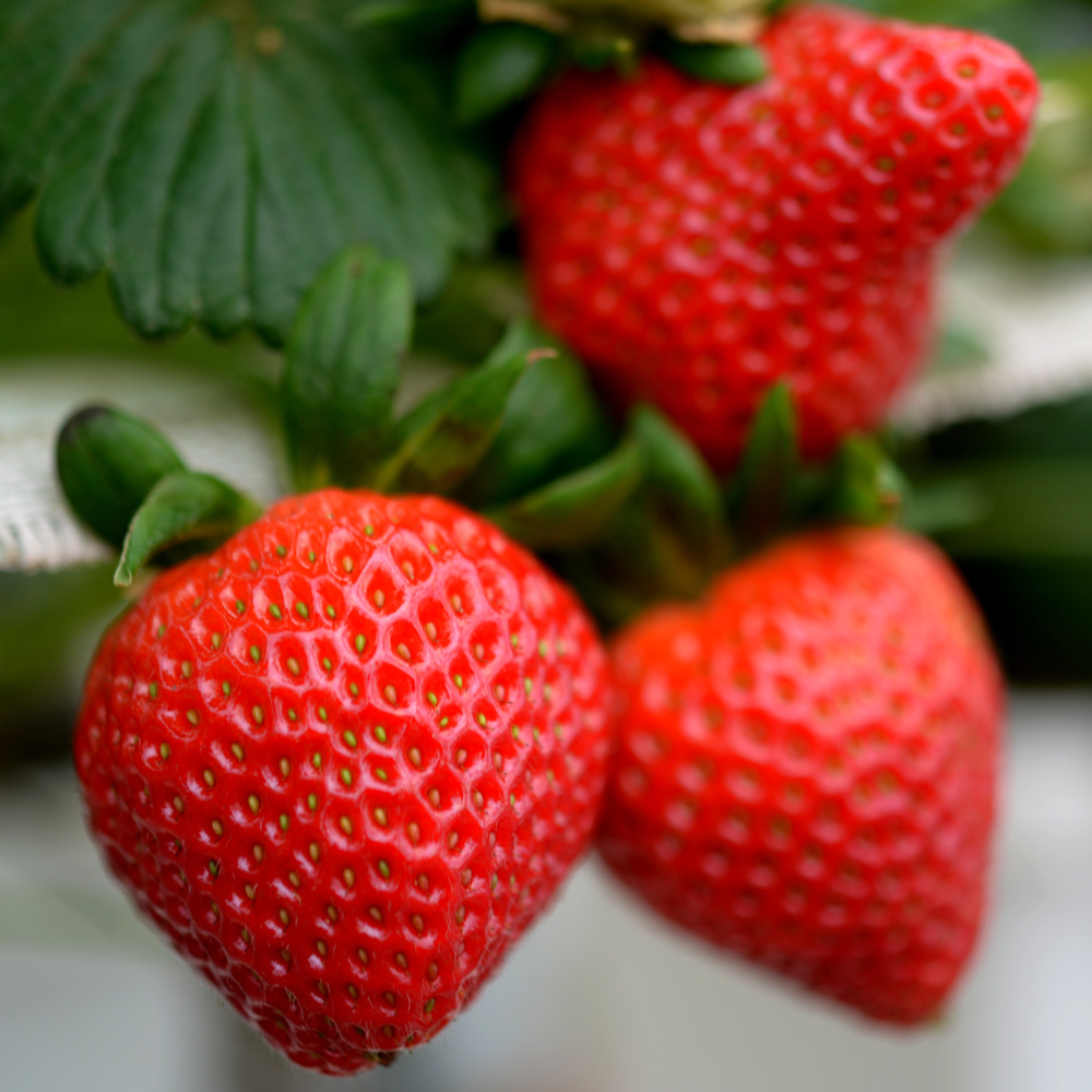 Fraisiers bio 'Verdi' mi-précoce, à conserver au réfrigérateur - 10 plants