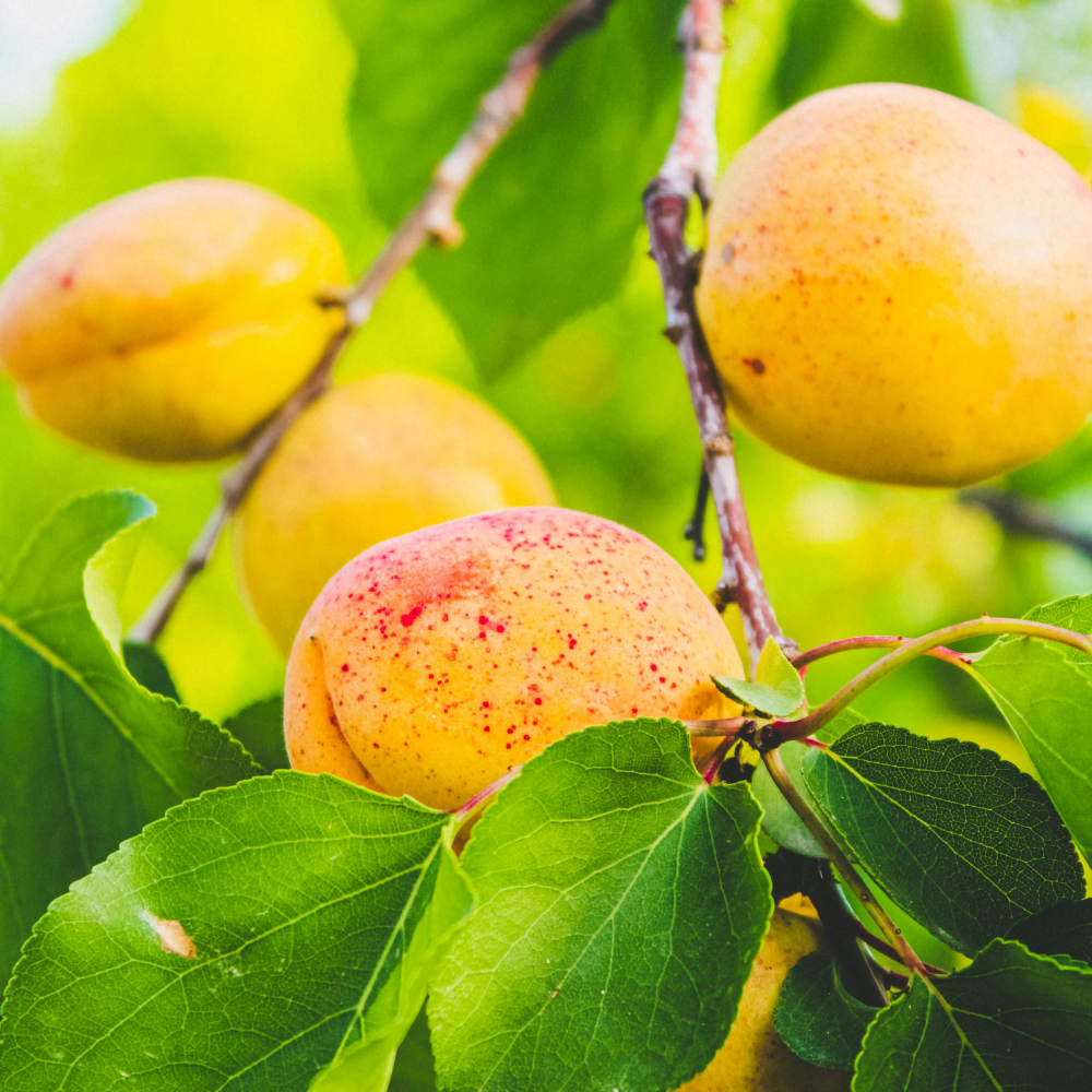 Apricot Tree 'Bergeron' Patio