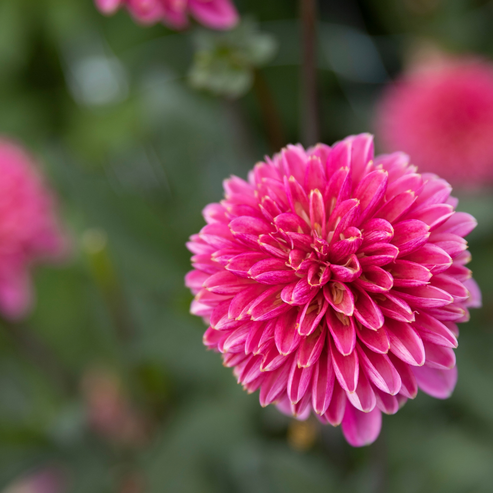 Dahlia 'Alyshia'