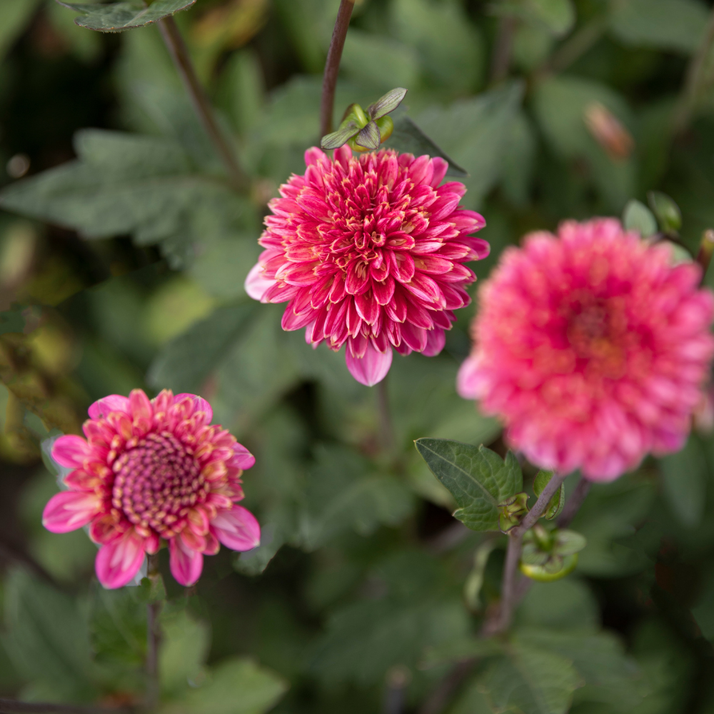 Coffret Dahlia XXXXL (avec nos 56 variétés)