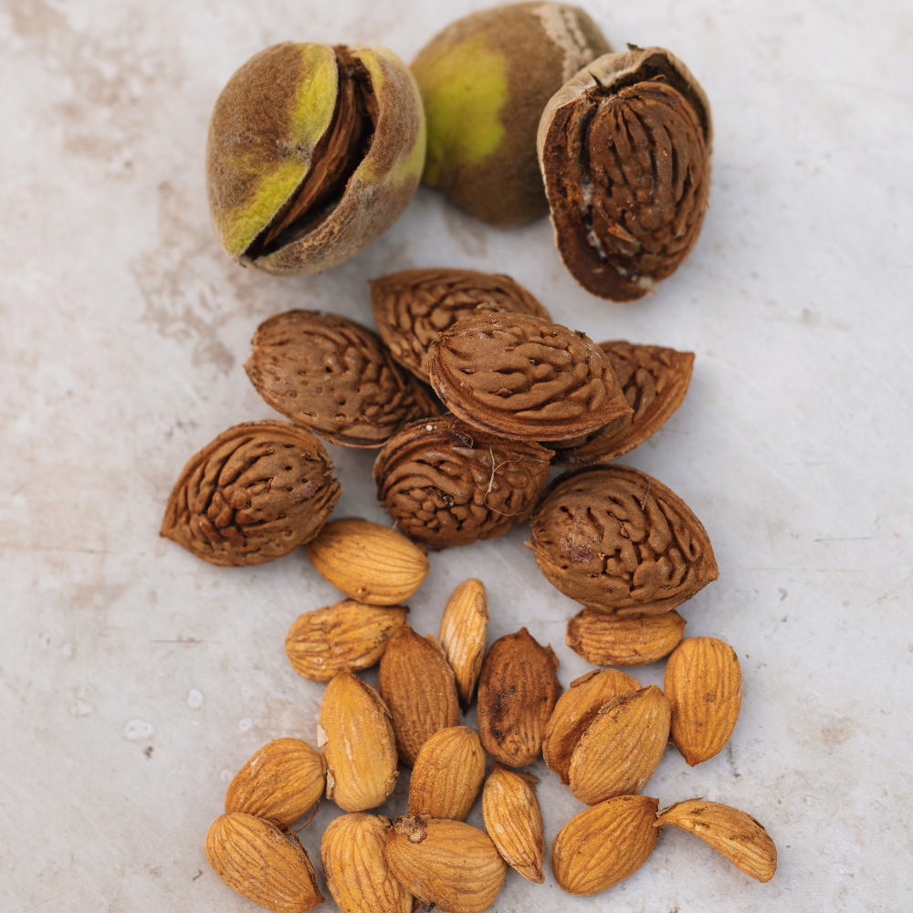 Amandelboom 'Robijn' - Blote wortel