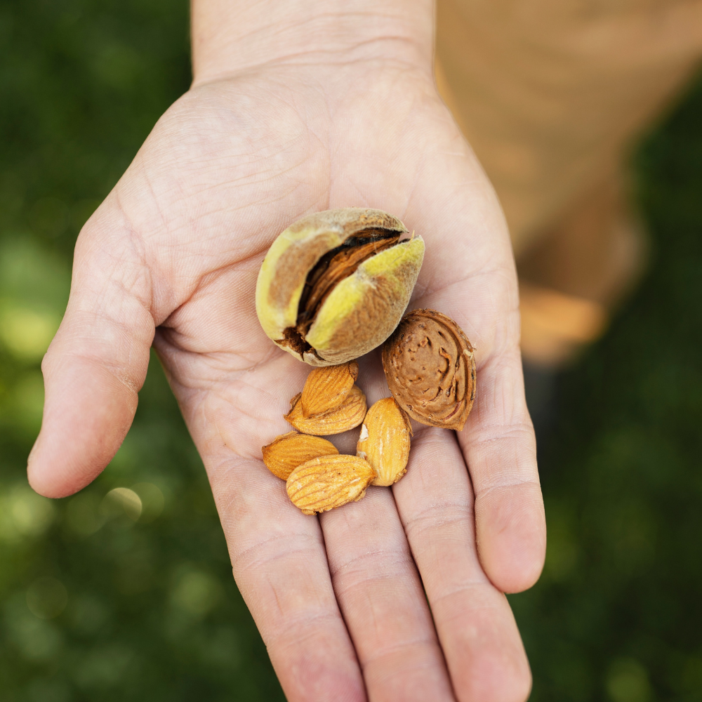 Amandelboom 'Robijn' - Blote wortel