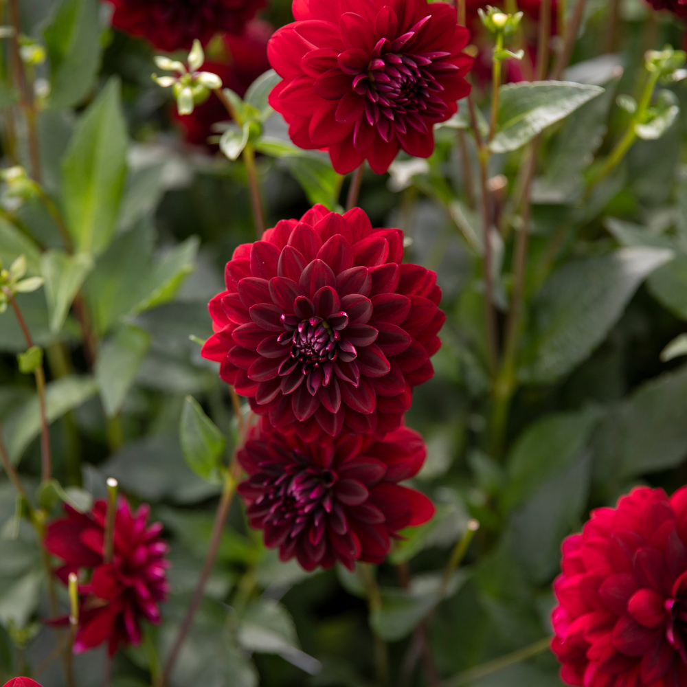 Dahlia 'Arabian Night'