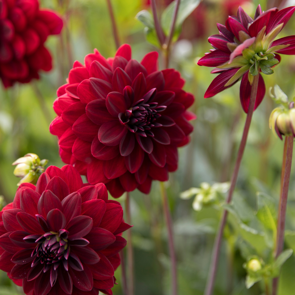 Dahlia 'Arabian Night'
