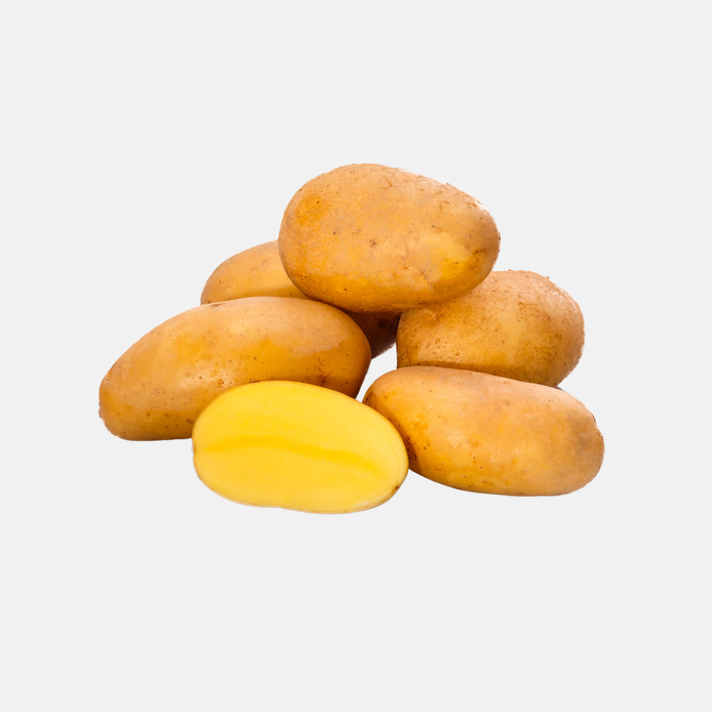 Seed potato 'Glorietta' BIO