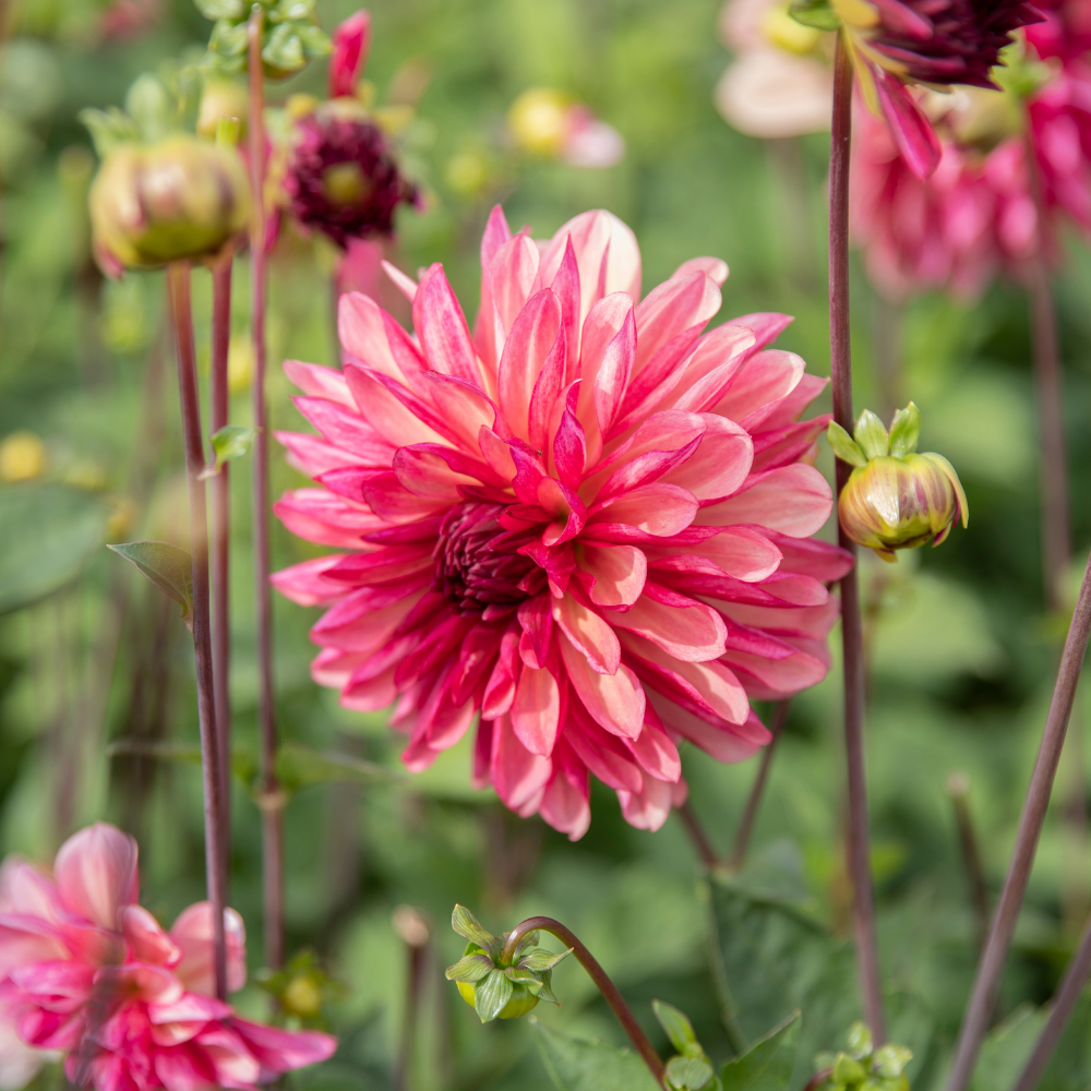Dahlia 'Bacardi'