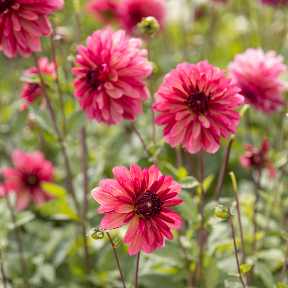 Dahlia pakket 'Nina's 12 favorieten'