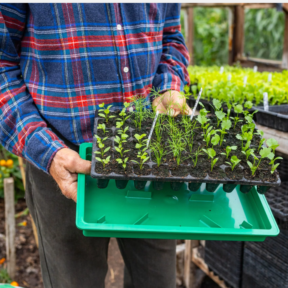 Plateau à semis/base en plastique dur 37x23x6 cm - avec trous