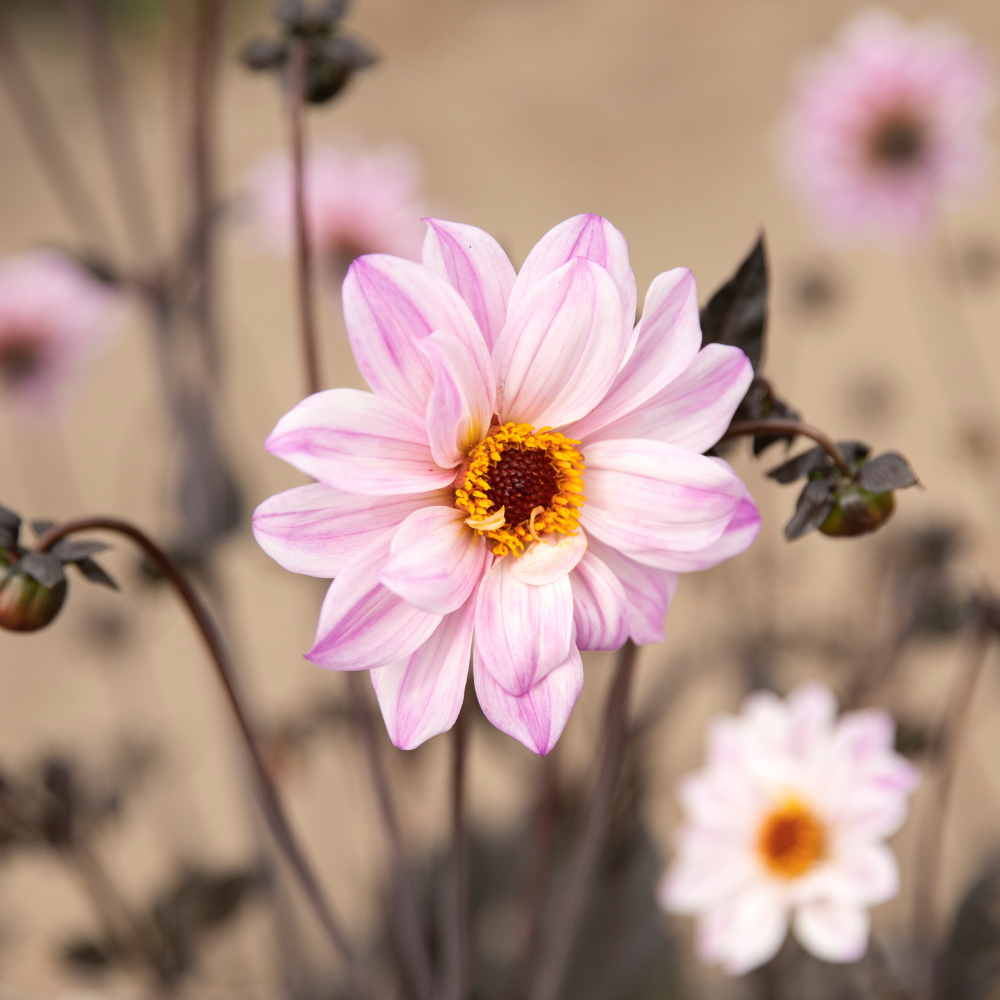 Dahlia 'Bishop of Leicester'