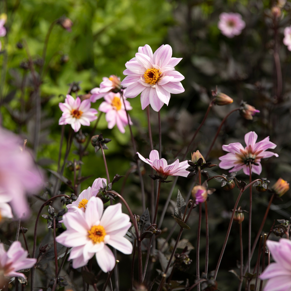 Dahlia 'Bishop of Leicester'