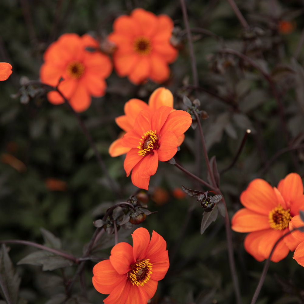 Dahlia 'Bishop of Oxford'
