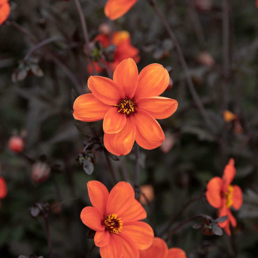Dahlia 'Bishop of Oxford'