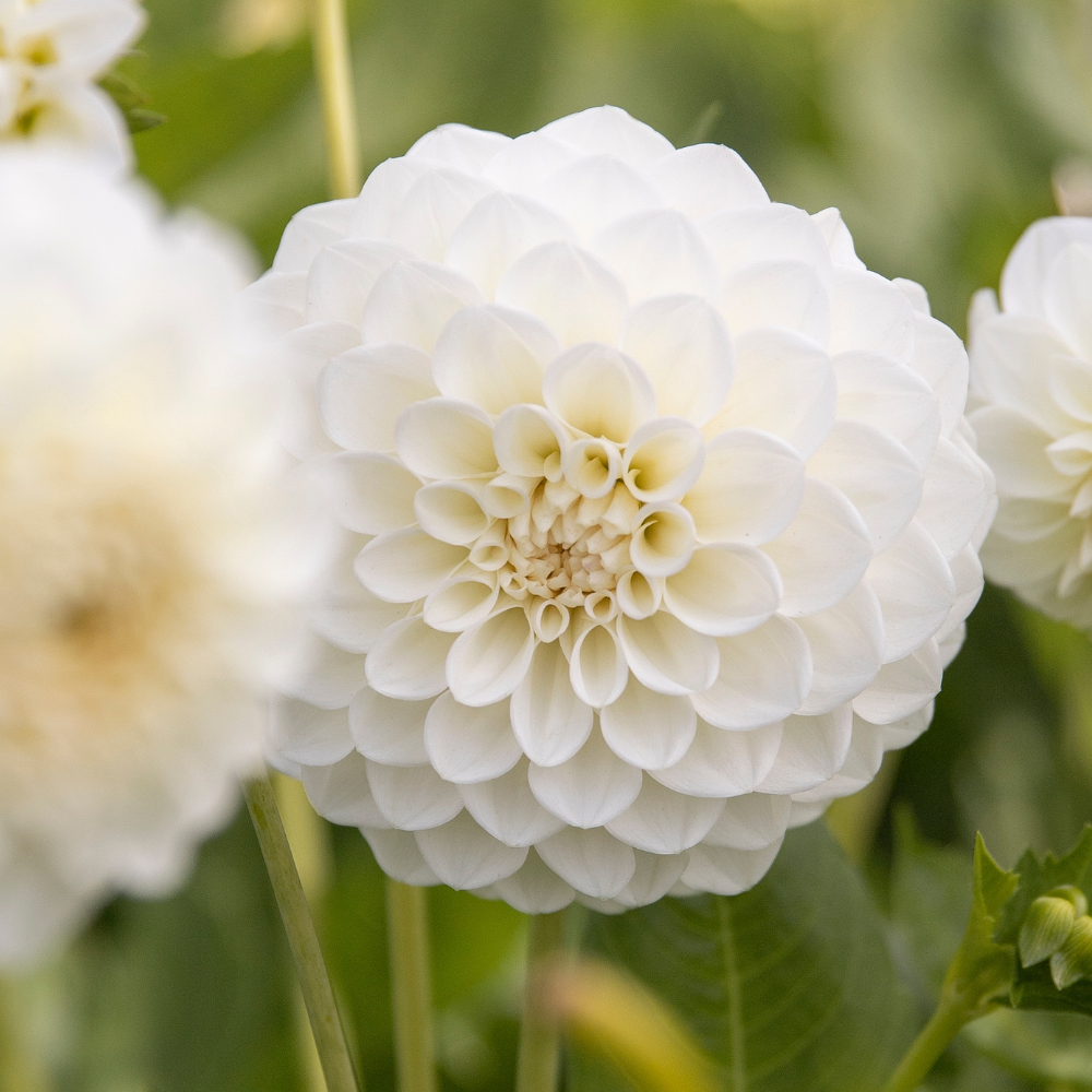 Dahlia 'Boom Boom White'