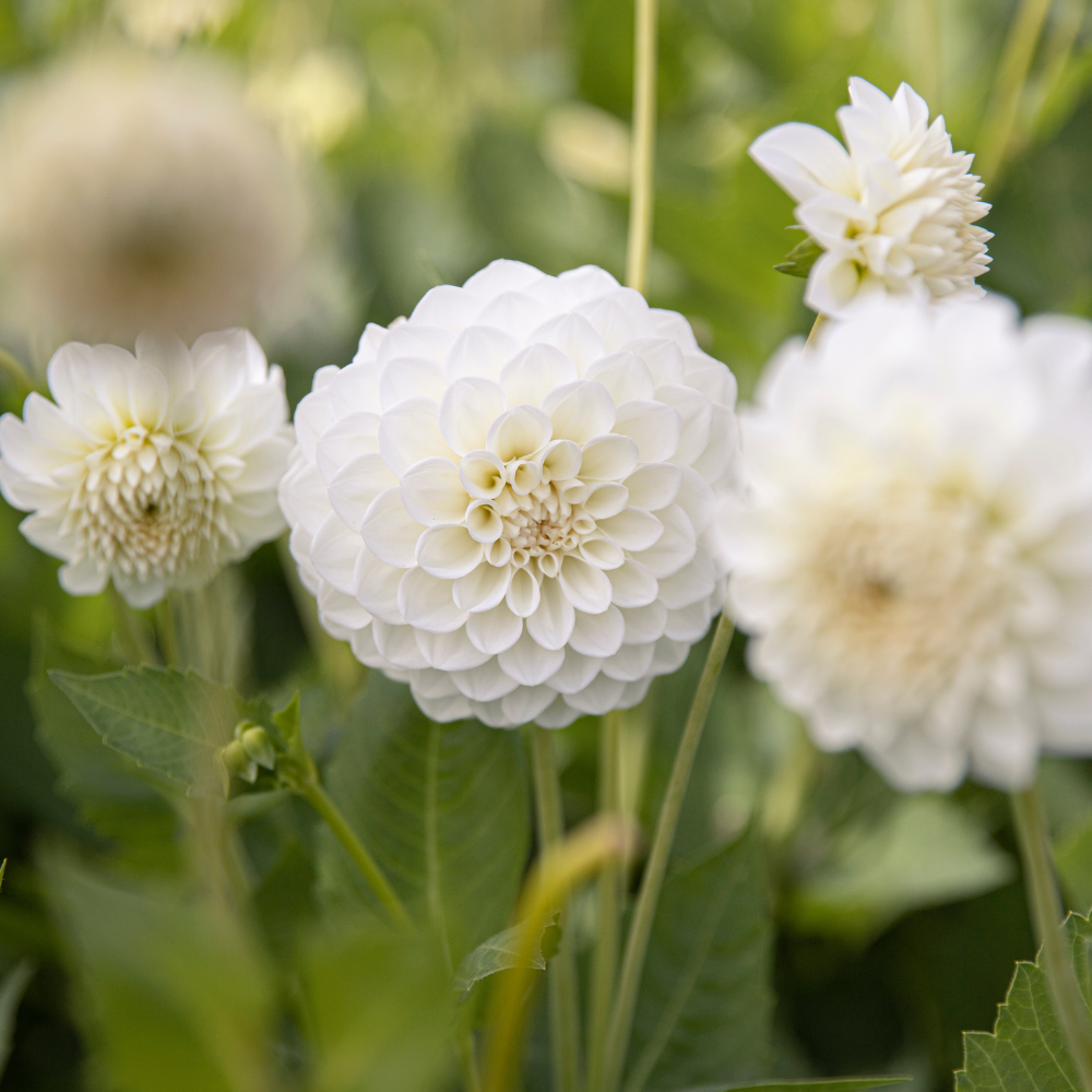 Dahlia 'Boom Boom White'