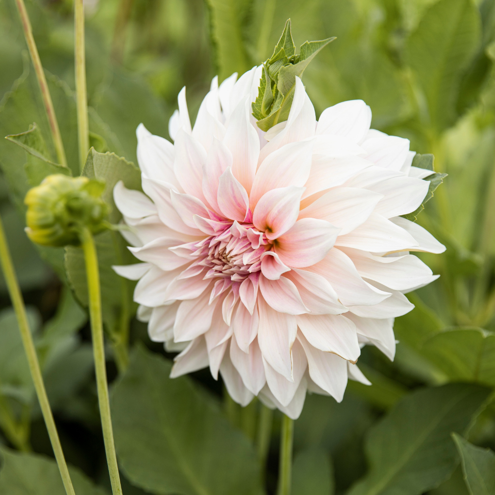Dahlia 'Cafe au Lait'