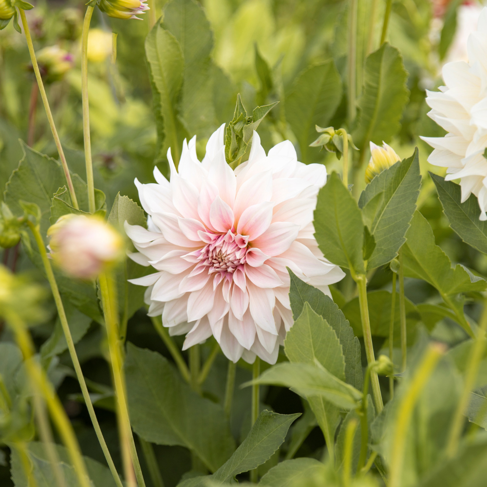 Dahlia 'Cafe au Lait'