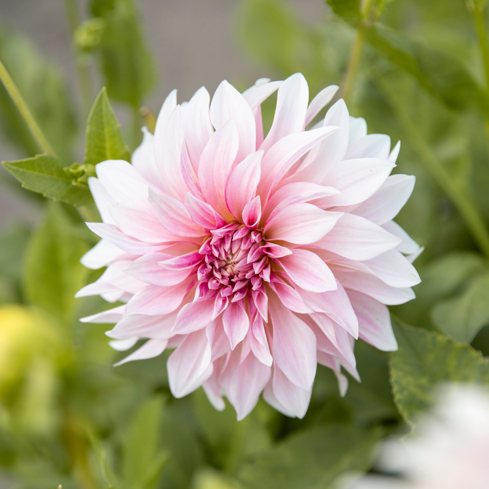 Dahlia 'Cafe au Lait'