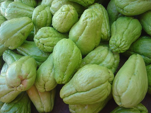 Chayote (Sechium edule) - 1 tubercule