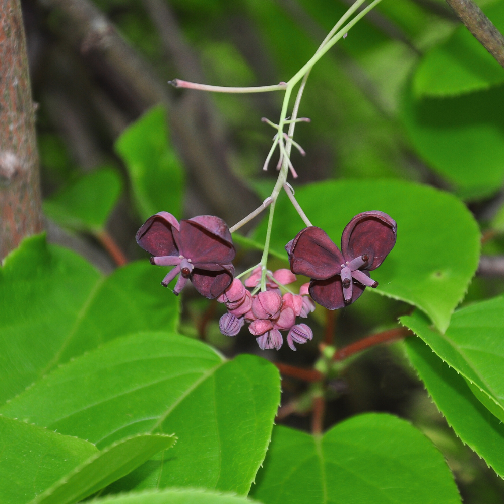 Châtaignier à tige basse BIO