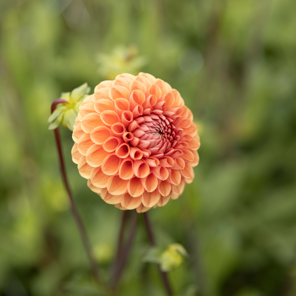 Dahlia 'Cornel Brons'