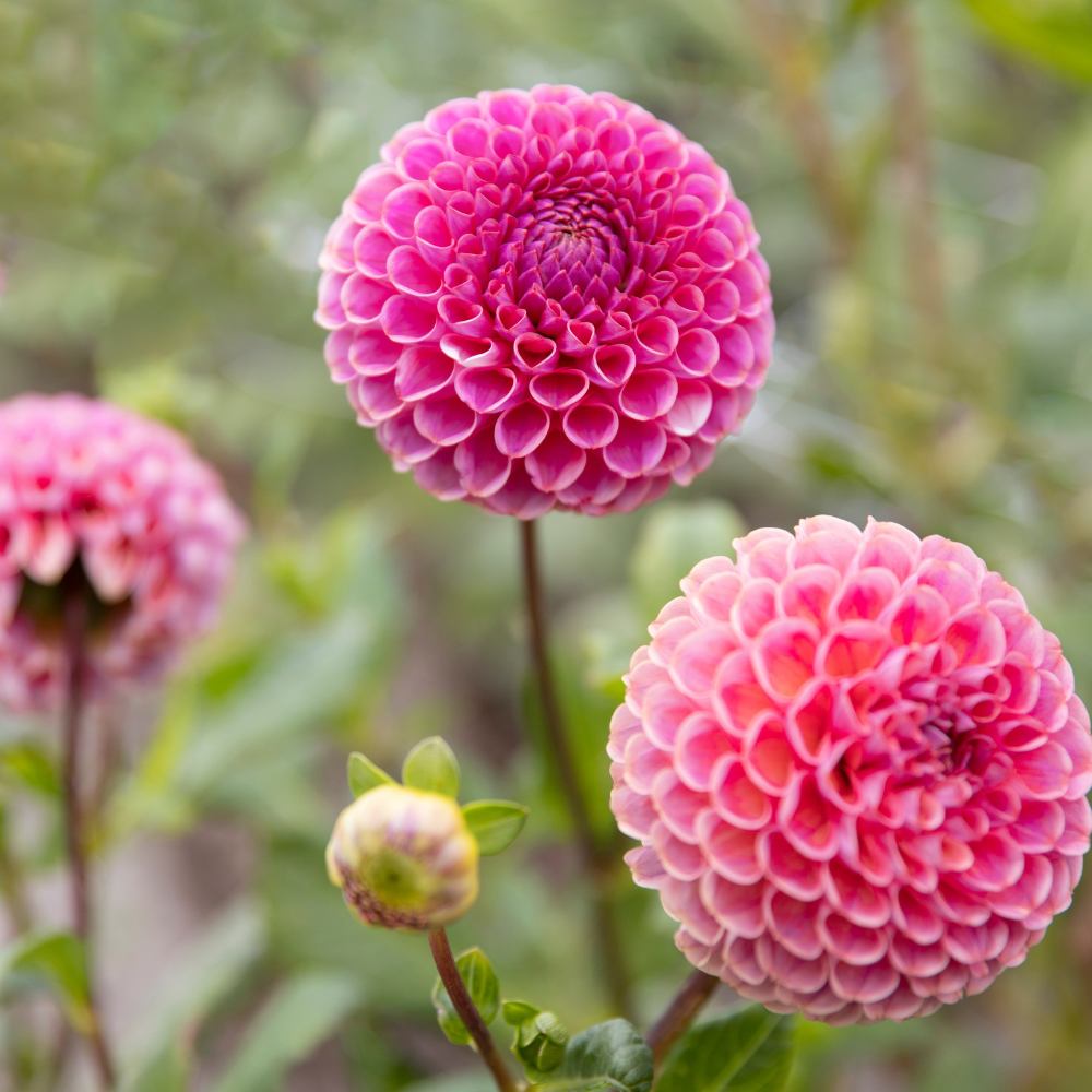 Dahlia package XXXXL package (with all our 56 varieties)