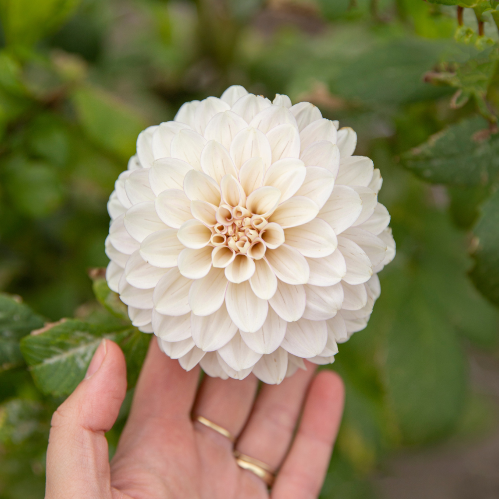 Dahlia package XXXXL package (with all our 56 varieties)