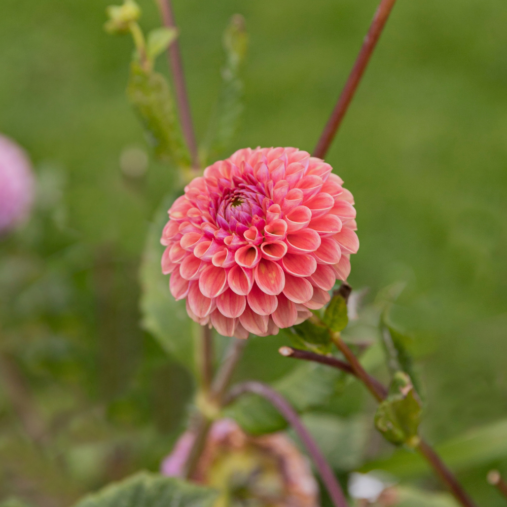 Coffret Dahlia XXXXL (avec nos 56 variétés)