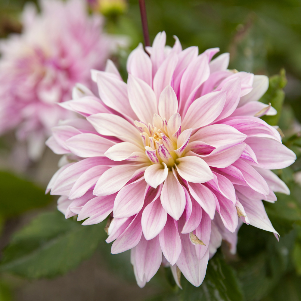 Dahlia 'Labyrinth Twotone'