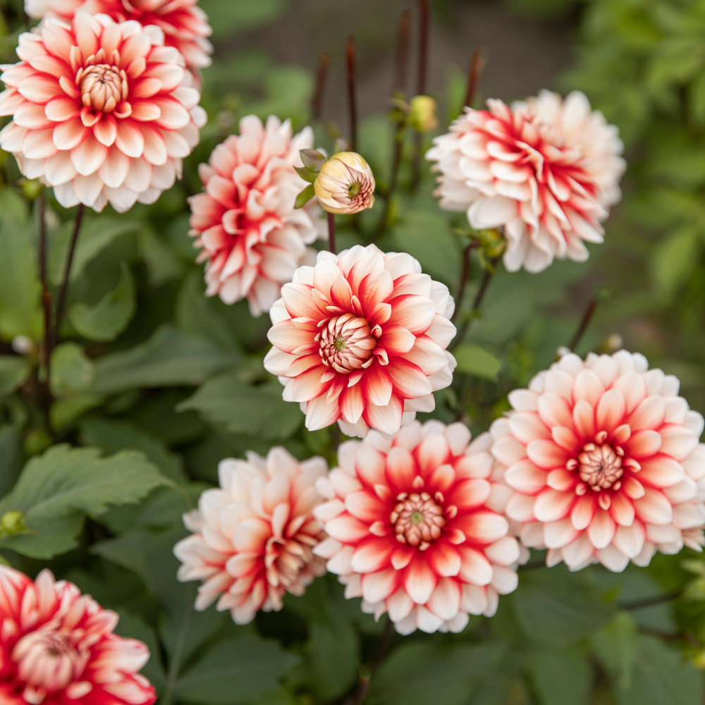 Dahlia package XXXXL package (with all our 56 varieties)