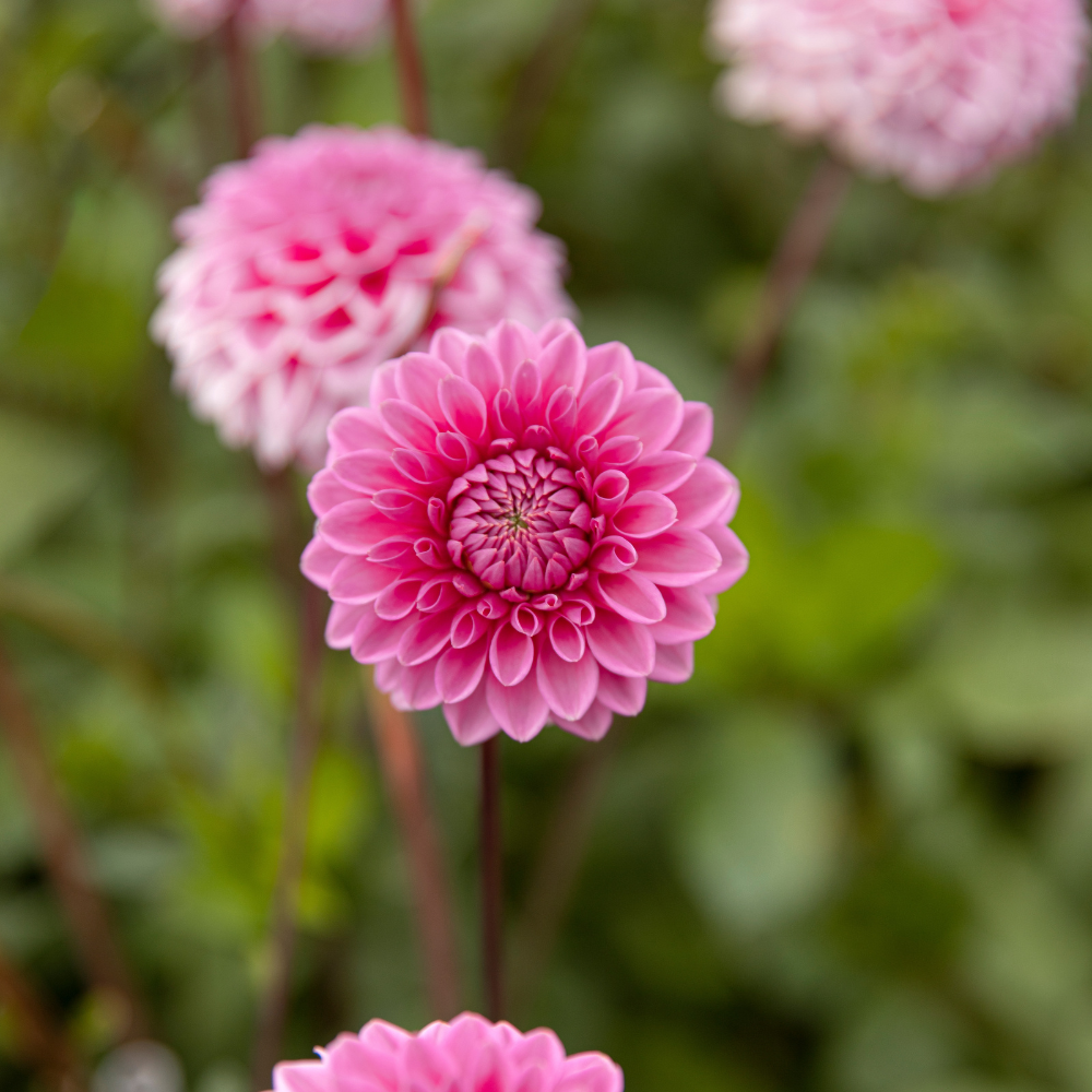 Biographie du dahlia 'Sandra'