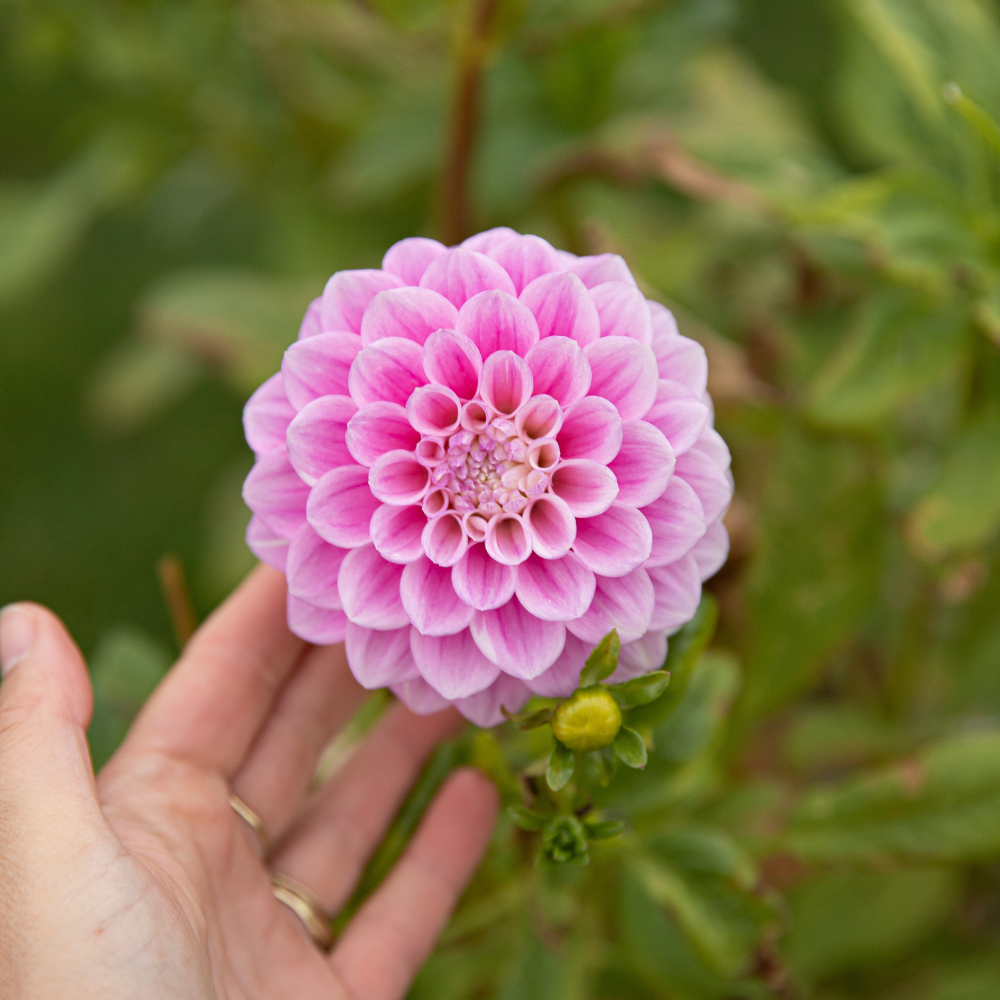 Coffret Dahlia XXXXL (avec nos 56 variétés)