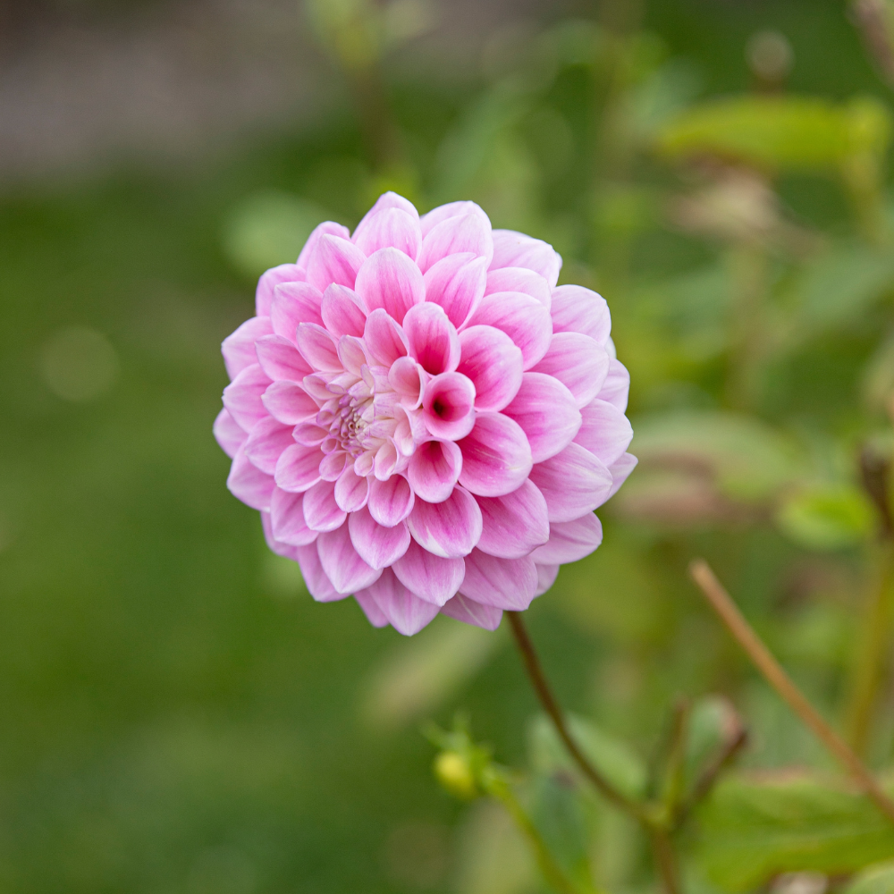Dahlia 'Sweet Love'