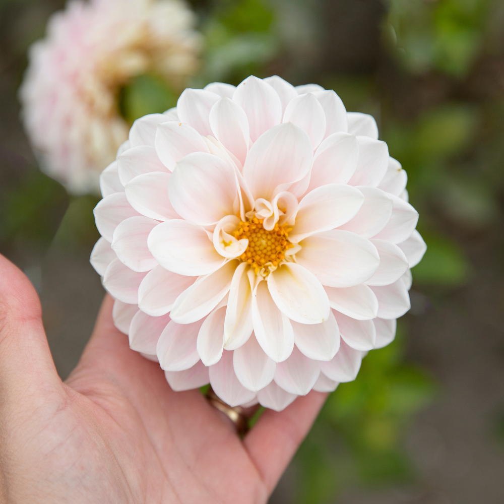 Dahlia 'Sweet Nathalie'