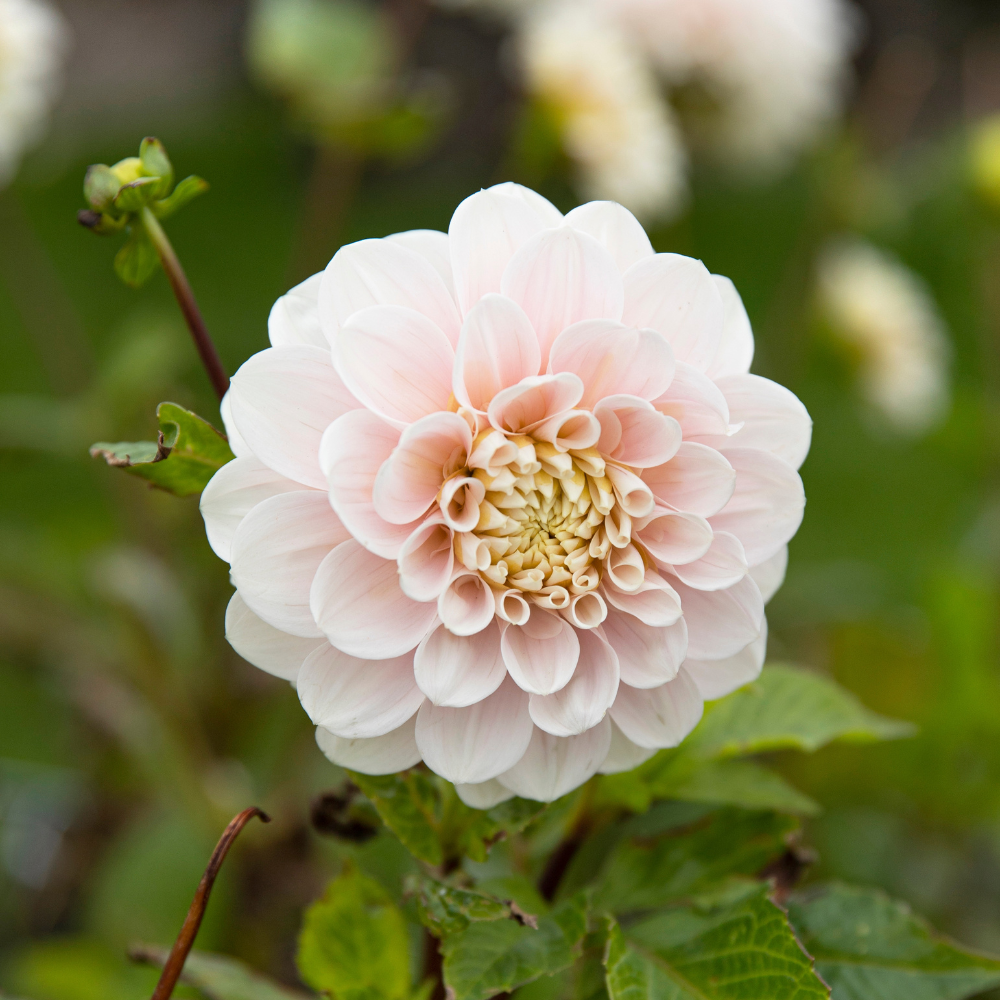 Coffret Dahlia XXXXL (avec nos 56 variétés)