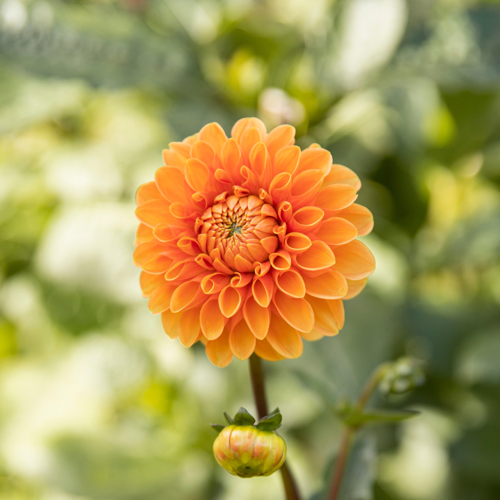 Biographie du dahlia 'Sylvia'