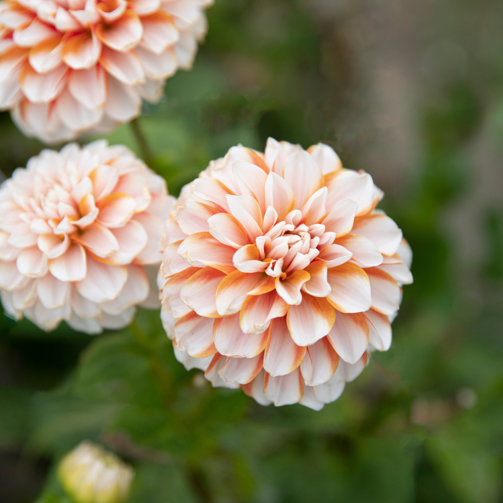 Dahlia 'Tangerine Dream'