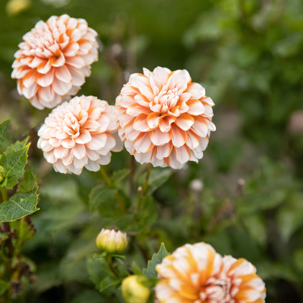 Dahlia pakket 'Nina's 12 favorieten'