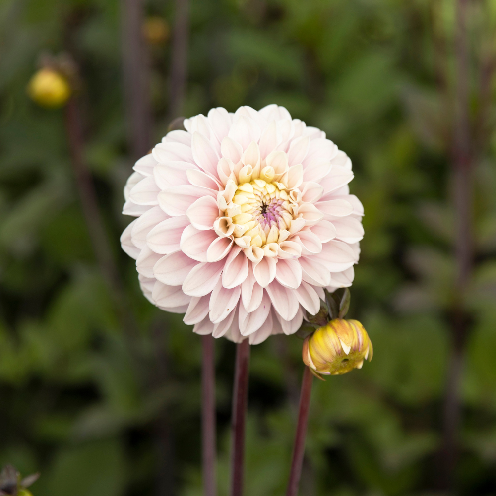 Dahlia 'Espacio'