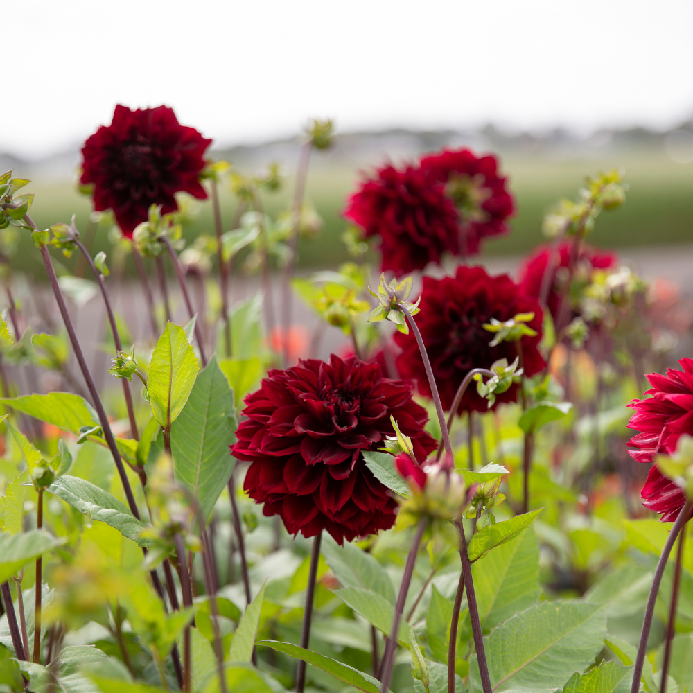 Dahlia 'Dark Fubuki'