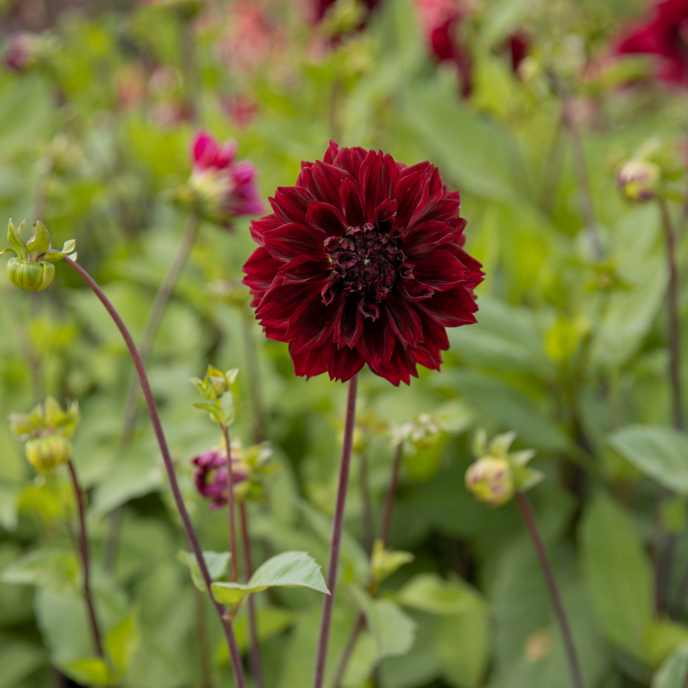 Dahlia 'Dark Fubuki'