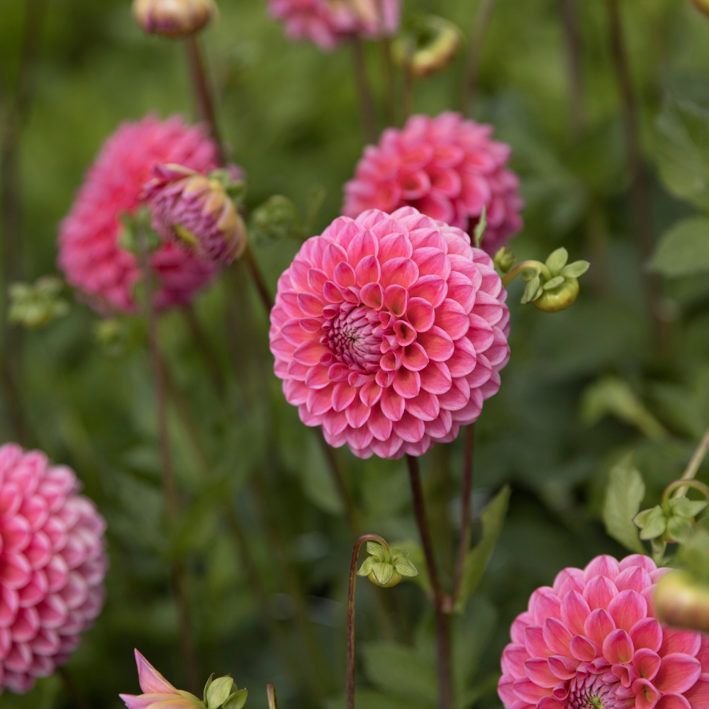 Coffret Dahlia XXXXL (avec nos 56 variétés)